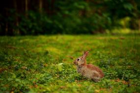 Rabbit Meadow Wild