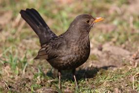 Blackbird Thrush Black Turdus