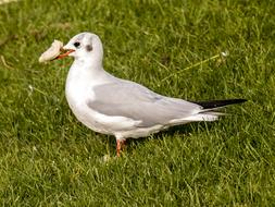 Black Headed Gull Seagull Bird