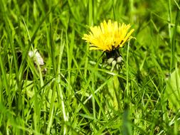 a dandelion hiding in the grass