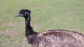 Emu Zoo Pm