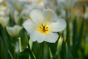 white flowers are nice