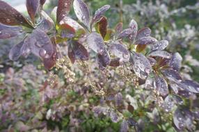 wet leaves of barberry bush