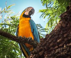 Arara CanindÃ© Blue And Yellow