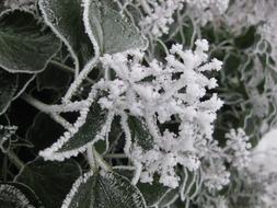 Frost Winter Nature Ice