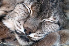 wildebeest sleeping