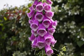 purple bells on a branch