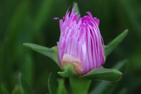 rosebud with petals