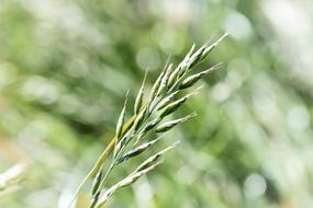 green wheat on a green background