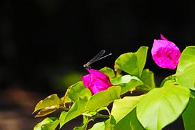 dragonfly on a flower branch