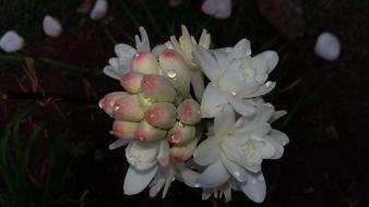 Angelica Flower Tuberose