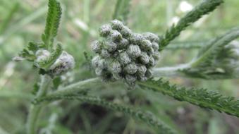wild round flower green