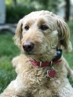 Golden Doodle Dog Puppy