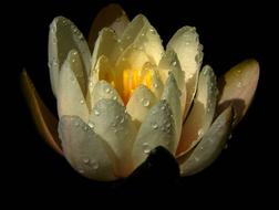 yellow flower in water droplets
