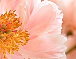 orange flower background