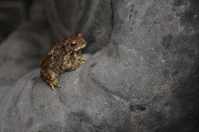 a little toad on my shoulder