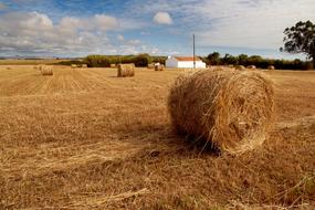 hay bale near the field