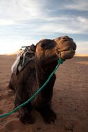 cute camel on a leash
