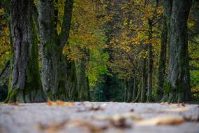 green forest by the road