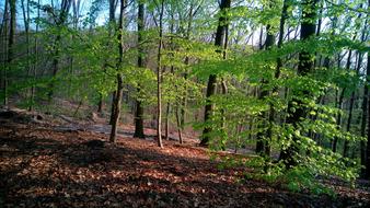 Forest Trees Nature