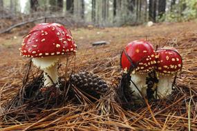 Fungus Forest Mushroom