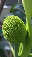 green fruit on a tree