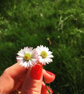small flowers in a girl hand