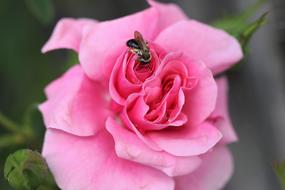 beautiful open rose bud