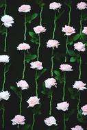a lot of roses in the air