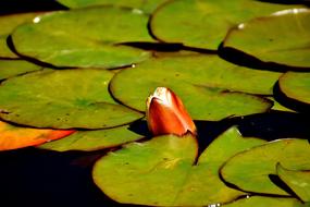 Water Lily Plant