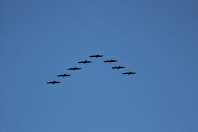 Birds Nature Flying