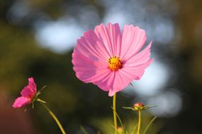 beautiful flower panorama