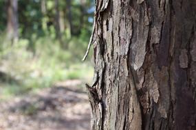 Tree Wood Trunk