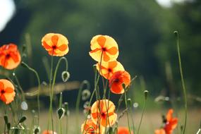 wild orange flowers