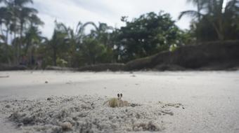 Crab Beach