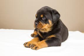 Rottweiler Puppy Sweet