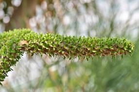 Cactus Spur Green
