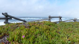 Ice Plant Ocean