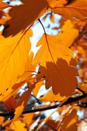 fall leaves on a branch