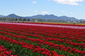 Flowers Tulips Spring