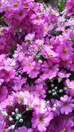 Spring Primrose Plant
