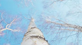 Birch Winter White