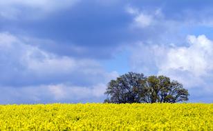 Oilseed Rape Field Of Rapeseeds