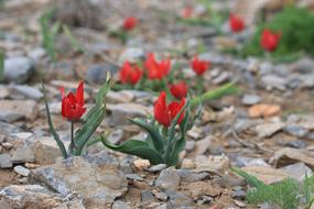 red wild tulips