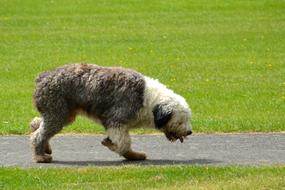 Bobtail Dog Cute