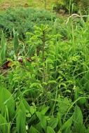plant sprouts in the garden