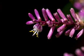 little flowers on a branch in the night