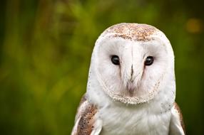 Owl Bird Wildlife
