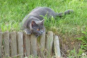 Cat Carthusian Pussy