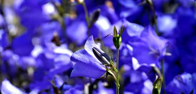 blue flowers on a green shoot